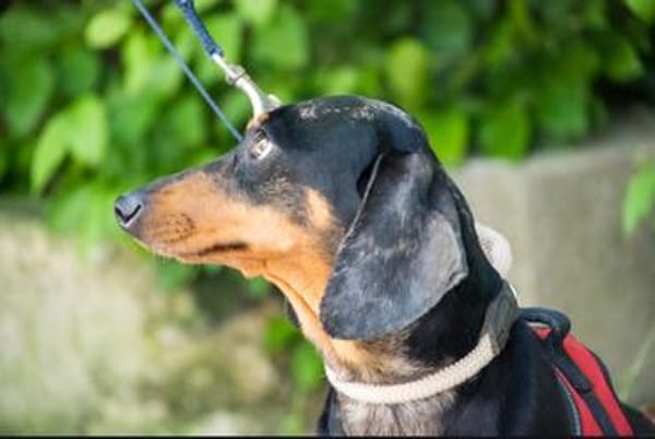 Lucia sucht ihr forever Home