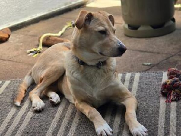 Jessy...sucht ihr Für-immer-Zuhause!