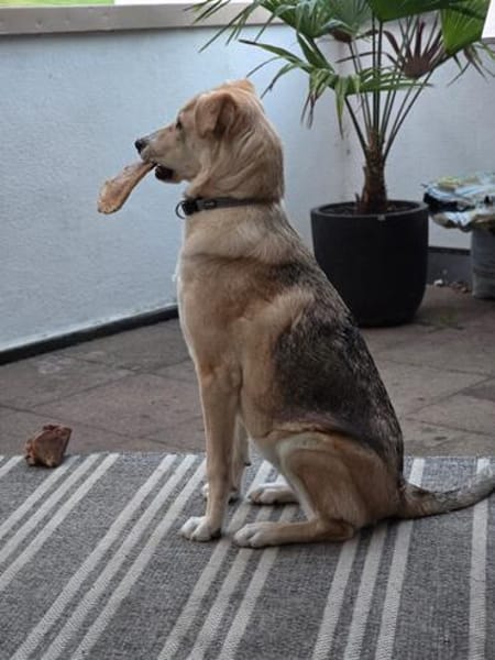 Jessy...sucht ihr Für-immer-Zuhause!
