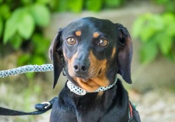 Livia sucht ihr forever Home