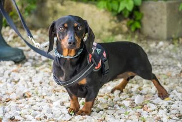 Livia sucht ihr forever Home