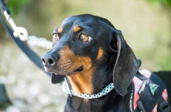 Livia sucht ihr forever Home