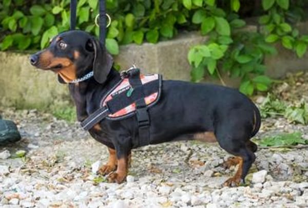 Livia sucht ihr forever Home