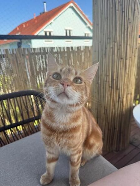 Fluffy und Mango aus dem Tierschutz