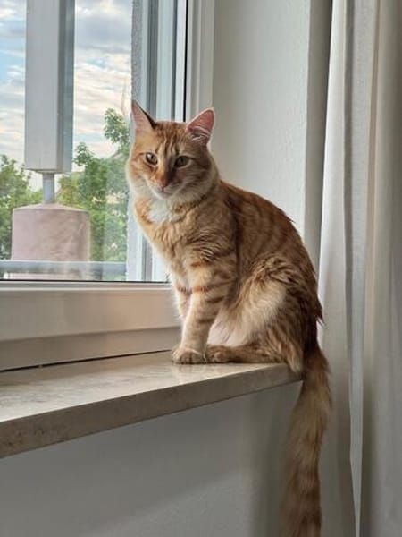 Fluffy und Mango aus dem Tierschutz