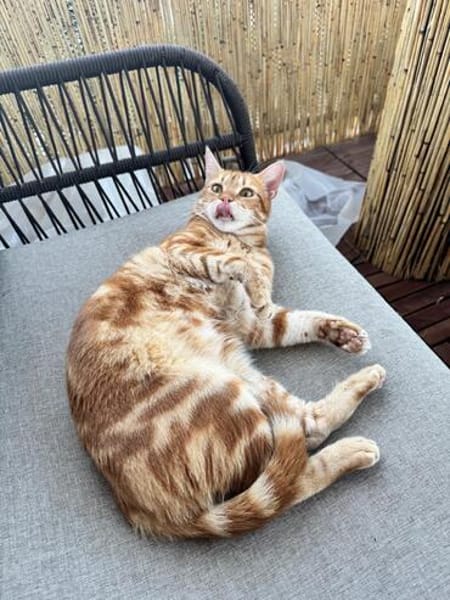 Fluffy und Mango aus dem Tierschutz