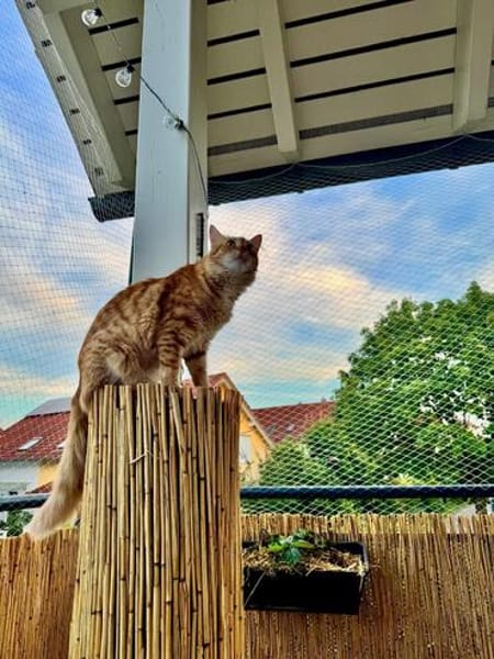 Fluffy und Mango aus dem Tierschutz