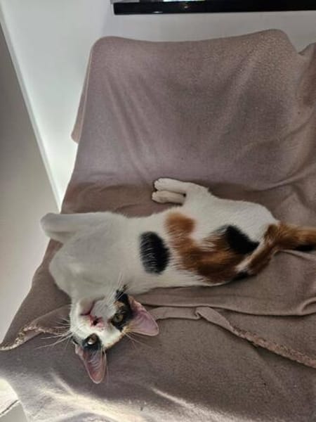 Kuschelkatze sucht Liebe