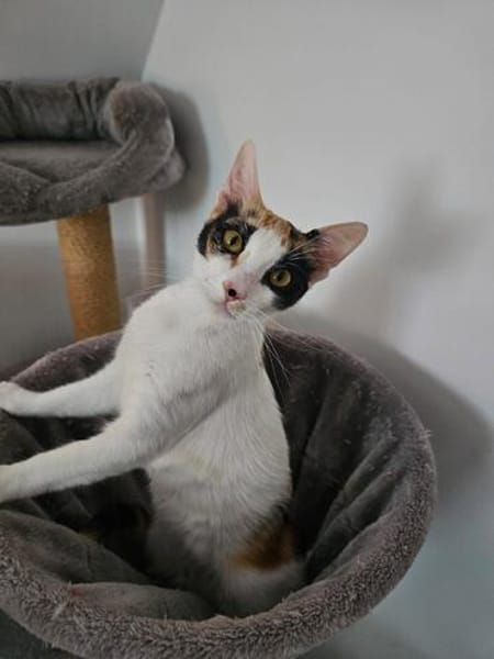 Kuschelkatze sucht Liebe