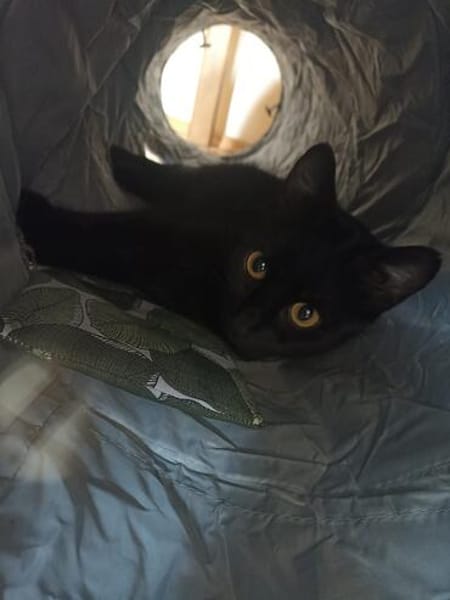 Nomi & Thea gemeinsames Zuhause gesucht