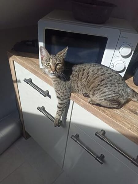 Nomi & Thea gemeinsames Zuhause gesucht