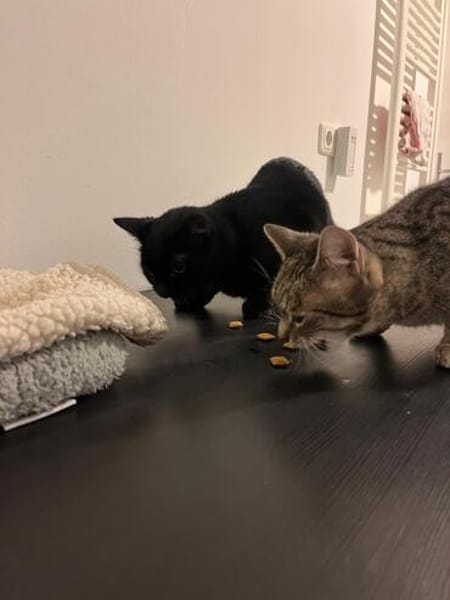 Nomi & Thea gemeinsames Zuhause gesucht