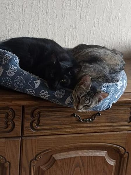 Nomi & Thea gemeinsames Zuhause gesucht