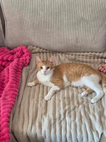 Süßer Peach sucht Dich