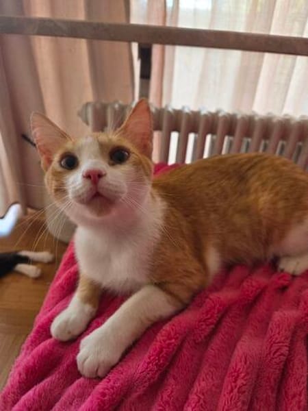 Süßer Peach sucht Dich
