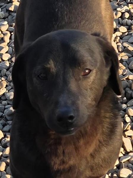 TOM, Mix, geb. 12/2019
