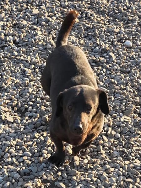 TOM, Mix, geb. 12/2019