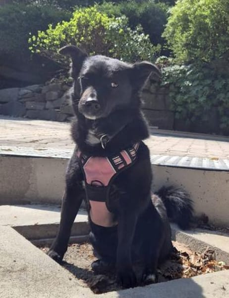 MAJA, Mix, geb. 07/2019