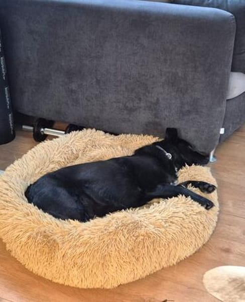 MAJA, Mix, geb. 07/2019