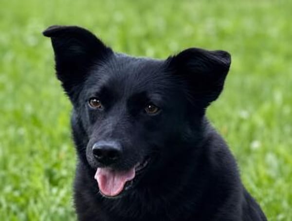 MAJA, Mix, geb. 07/2019