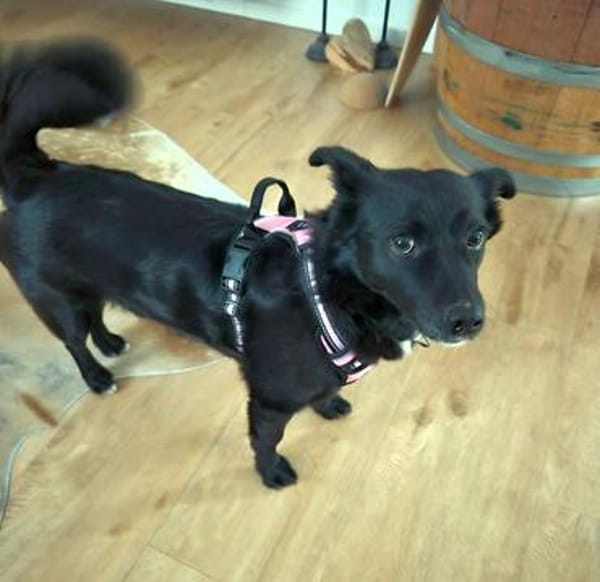 MAJA, Mix, geb. 07/2019