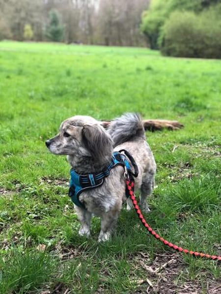 Candy sucht ein Zuhause