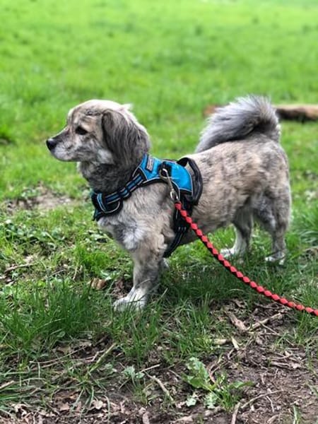 Candy sucht ein Zuhause