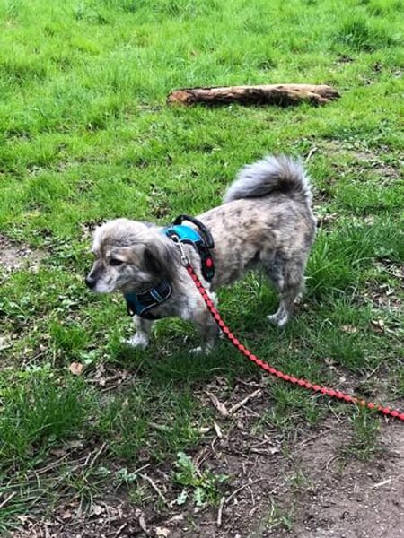 Candy sucht ein Zuhause