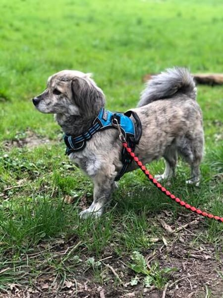 Candy sucht ein Zuhause
