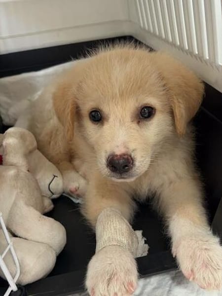 Rudolf, kleiner Welpe sucht neue Familie