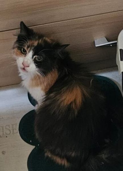Katze Kiwi