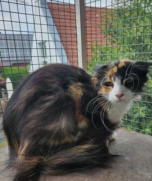 Katze Kiwi