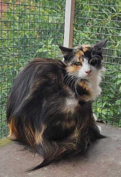 Katze Kiwi