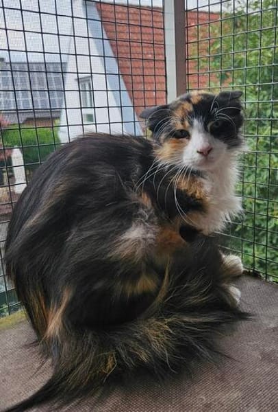 Katze Kiwi