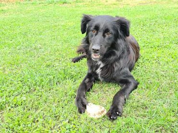 Klaus  ein sanfter Herzenshund sucht sein Glück ❤