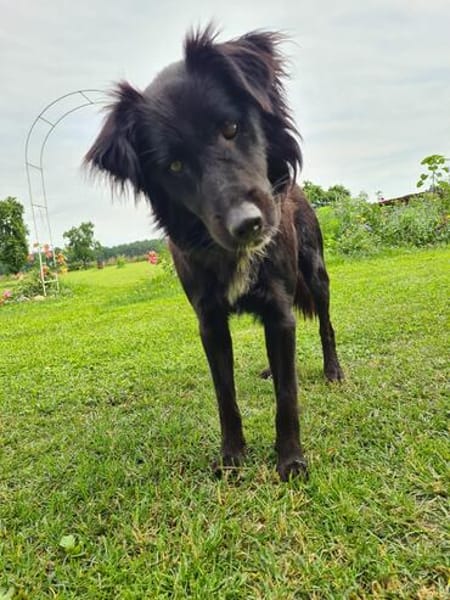 Klaus  ein sanfter Herzenshund sucht sein Glück ❤