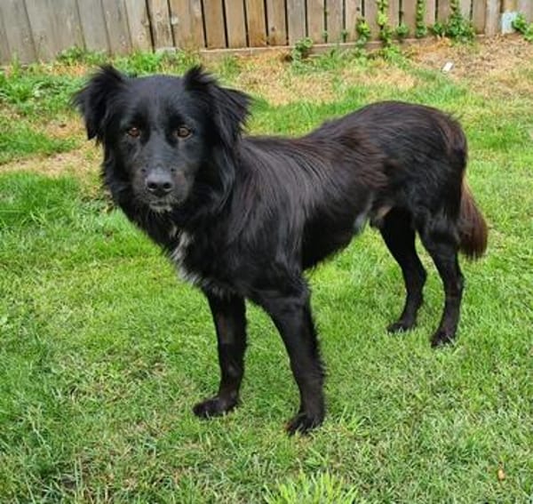 Klaus  ein sanfter Herzenshund sucht sein Glück ❤