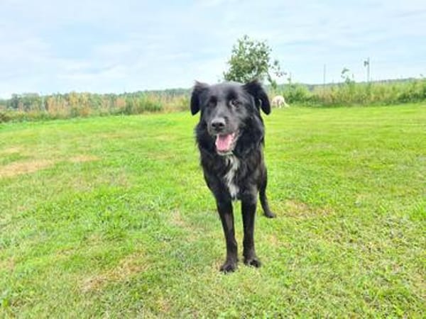 Klaus  ein sanfter Herzenshund sucht sein Glück ❤