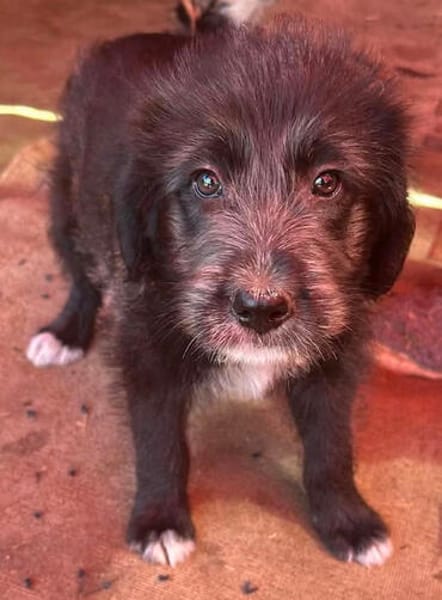 Dolly, kleines Hundemädchen sucht Zuhause