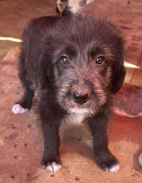 Dolly, kleines Hundemädchen sucht Zuhause