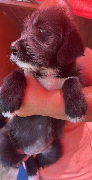 Dolly, kleines Hundemädchen sucht Zuhause