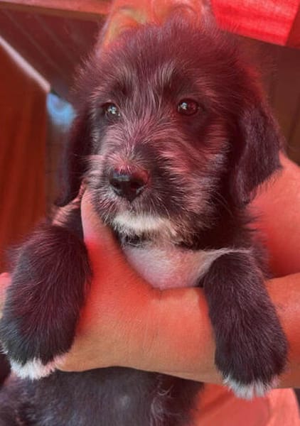 Dolly, kleines Hundemädchen sucht Zuhause