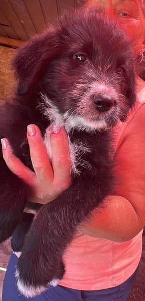 Dalia, kleines Hundemädchen sucht Körbchen