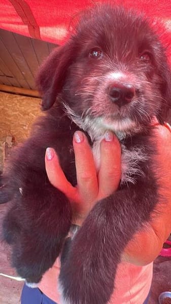Dalia, kleines Hundemädchen sucht Körbchen