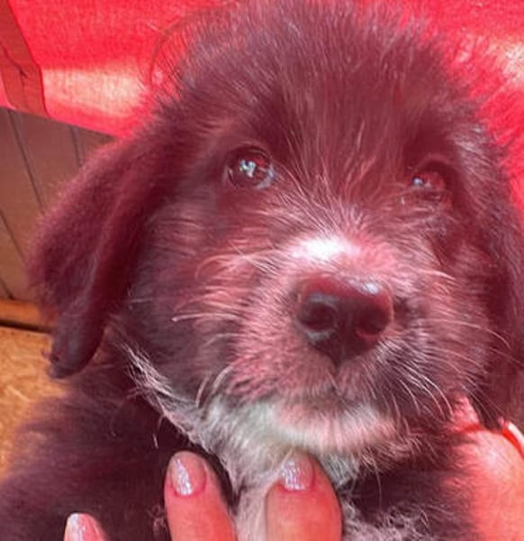 Dalia, kleines Hundemädchen sucht Körbchen