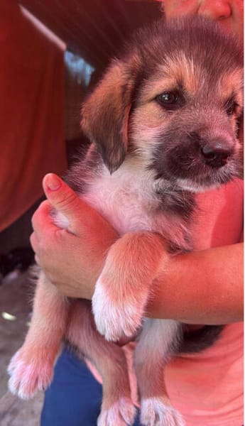 Dana, Hundekind sucht Körbchen
