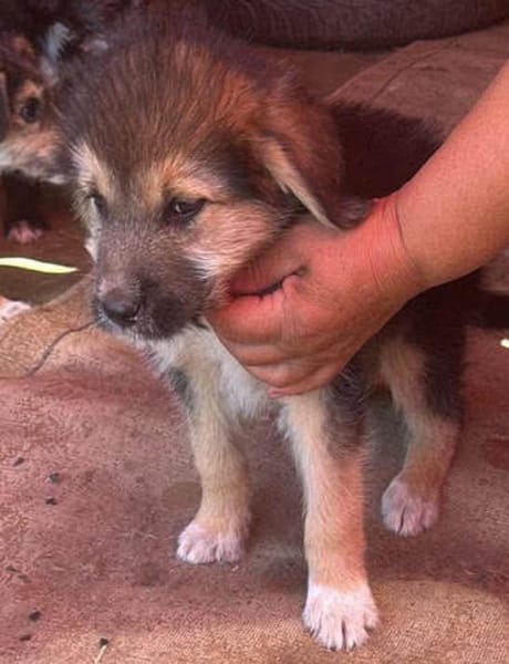 Dana, Hundekind sucht Körbchen