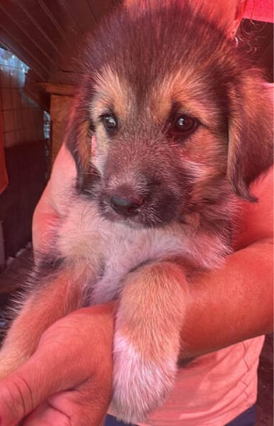 Dana, Hundekind sucht Körbchen