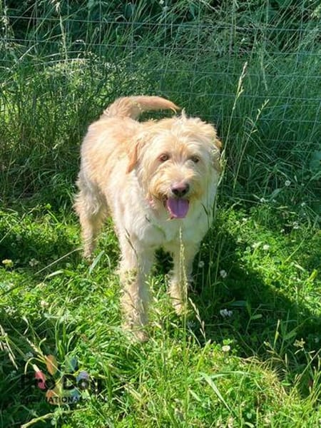 Barney auf Pflegestelle