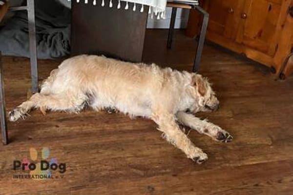 Barney auf Pflegestelle